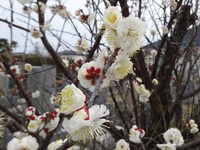 梅の花