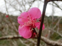 梅の花