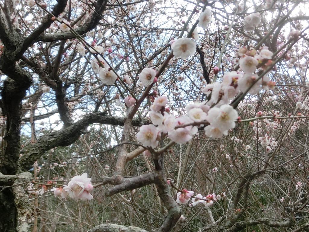 21年 花の寺 保福寺の春 黄梅とトサミズキ L 自然と歴史の中を歩く