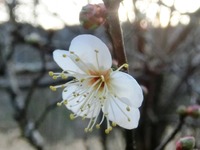 梅の花