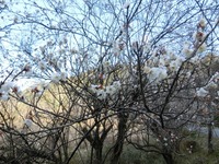 梅の花