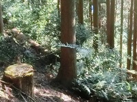 ウラジロ飛行機