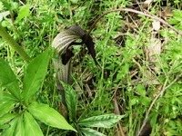ウラシマソウ