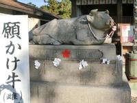 「願かけ牛」雌
