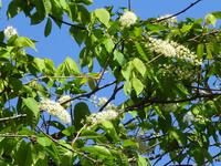 上溝桜