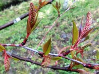 上溝桜