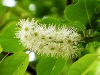 上溝桜