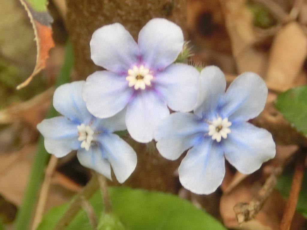 北遠に咲いていた春の花 ワスレナグサ ハナイバナとミヤマハコベ L 自然と歴史の中を歩く