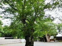 宿り木
