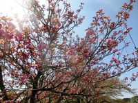 八重桜