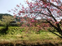 八重桜