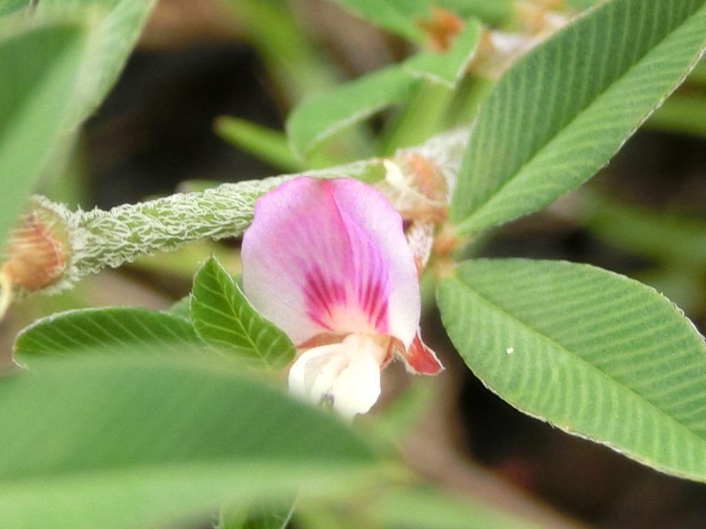 秋のご近所雑草の花 メドハギとヤハズハギ L 自然と歴史の中を歩く