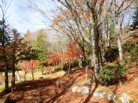 矢筈池周辺の紅葉