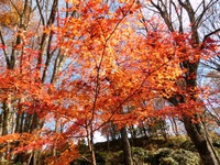 矢筈池周辺の紅葉