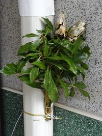 節分の「ヤイカガシ」