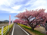「山の手さくらまつり」