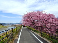 「山の手さくらまつり」
