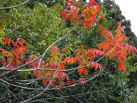 ヤマハゼの紅葉