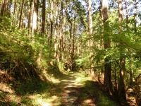 熊の山道