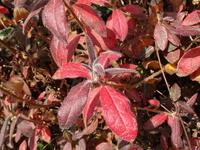 ヤマツツジの冬紅葉