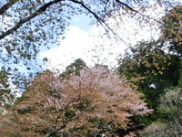 上社の山桜