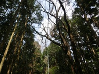 背の高い山桜