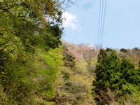 遠くに霞んで見える山桜