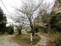 ヤマザクラ