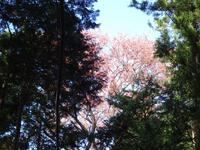 山桜の紅葉