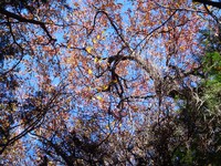 山桜