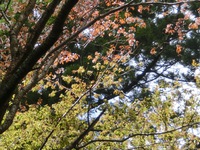 表参道の山桜と大島桜