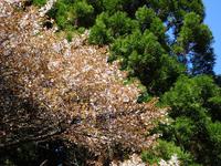 山桜