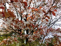 山桜