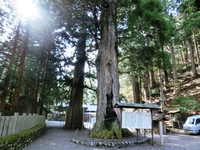山住神社のスギ
