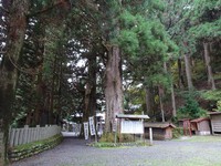「山住神社のスギ」