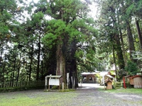 「山住神社のスギ」