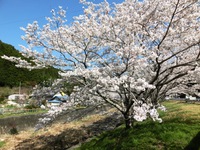 横川堤