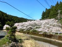 道の駅「いっぷく処横川」付近の桜