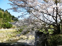 道の駅「いっぷく処横川」付近の桜