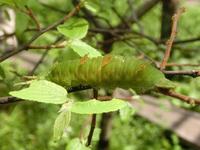オオムラサキの6齢幼虫