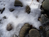 残雪