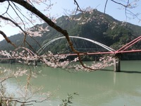 「夢のかけ橋」とソメイヨシノ