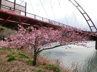 「夢のかけ橋」の河津桜