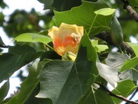 ユリノキの花