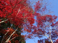 油山寺の紅葉