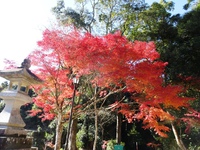 油山寺の紅葉