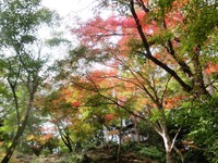 油山寺の紅葉
