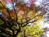 油山寺の紅葉