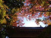 油山寺の紅葉