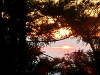 木の間から見えた夕焼け